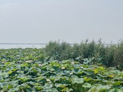 -七的湖·晚芳亭·阳澄湖农家菜·大闸蟹(莲花岛店)