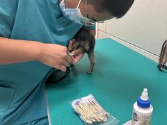 -北京观赏动物医院·24小时大型综合·猫专科·异宠专科