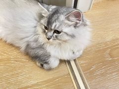 -猫咪派对(江南西店)