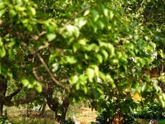 -名花谷生态庄园