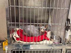 -安安宠医宠物医院·异宠·犬猫内科(岳阳分院)