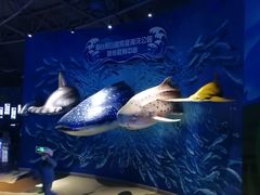 -烟台海昌鲸鲨海洋公园