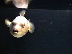 -暹罗海洋世界
