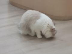 -瞄一喵猫咖(格力海岸店)