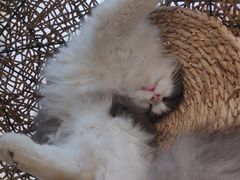 -飞行喵MR PILOT|猫舍·猫咖(静安大融城店)
