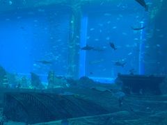 -亚特兰蒂斯•OSSIANO奥西亚诺海底餐厅