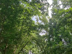 -桤木河湿地公园