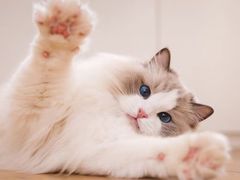 -lincat·猫舍(广州店)
