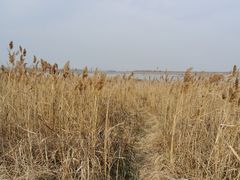 -盐城丹顶鹤湿地生态旅游区