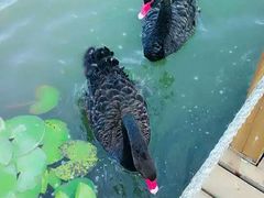 -明珠湖天鹅苑·农家菜馆