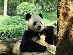 -都江堰中华大熊猫苑