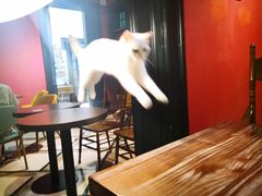 -猫色咖啡·猫咖