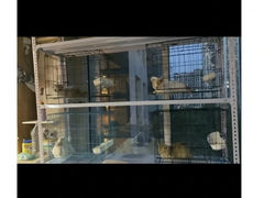 -喵百万·布偶·蓝金金渐层英短·猫舍(百子湾店)
