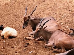 -泉州海丝野生动物世界