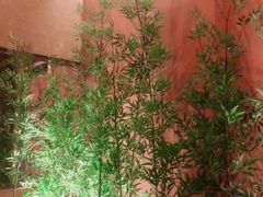 -初蓉丨遇见新川菜(亲贤街荣耀店)