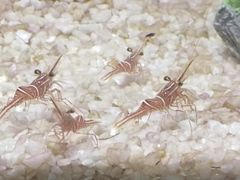-大连圣亚海洋世界