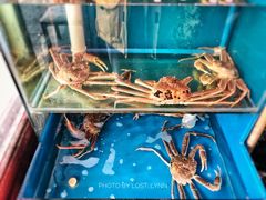 松叶蟹-吉友粥底火锅(方斜路店)