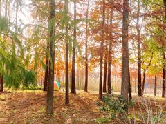 -上海长兴岛郊野公园