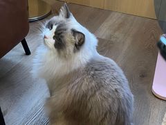 -MOCHA明星猫咖(田子坊店)