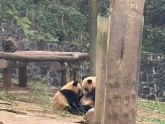 -都江堰中华大熊猫苑
