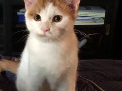 -A猫a狗全科·犬猫异宠·芥西宠物医院(南开总院)