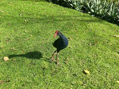 -墨尔本皇家植物园