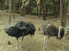 -北京野生动物园