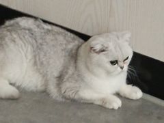 -凯特喵百思猫专科医院