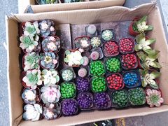 -循礼门鲜花花市(武汉循礼门店)