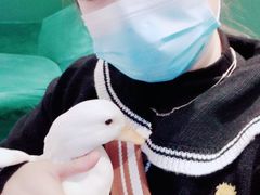 -团子家猫咪猫咖馆·柯基·柯尔鸭