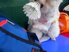 -瑞鹏宠物医院·骨科·猫科·内科(第一中心)