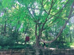-成都市活水公园