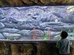 -芜湖新华联大白鲸海洋公园