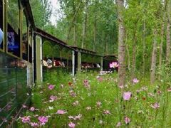 -合肥滨湖国家森林公园