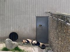 -卧龙中华大熊猫苑神树坪基地
