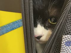 -荔康动物医院(康王北路店)