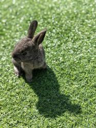 -萌宠亲子动物乐园(槐房万达店)