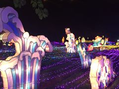 -杭州湾海上花田景区