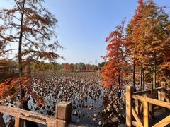 -溱湖国家湿地公园