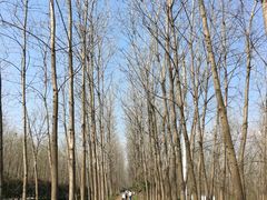 -合肥滨湖国家森林公园