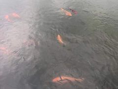 -西湖外事游船(花港观鱼码头)