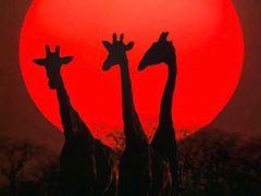 -罗红摄影艺术馆