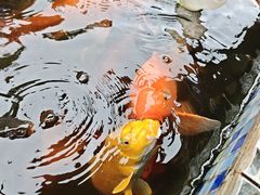 -南湖梦幻岛