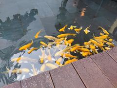 -觀芷隐轩