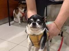 -艾贝尔宠物医院·24H转诊中心·肿瘤猫专科(江宁双龙店)