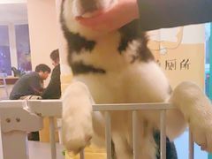 -喜柴咖啡·柴犬狗咖