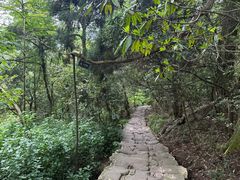 -天目山大树王景区