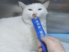 -半岛宠物医院24小时(西派城店)