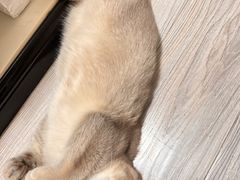 -喵zoo家庭繁育猫舍(尖东智能花园店)