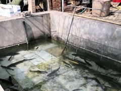 -北京龙庆四季香农家饭庄·灶台鱼·碳烤虹鳟鱼(龙庆峡店)